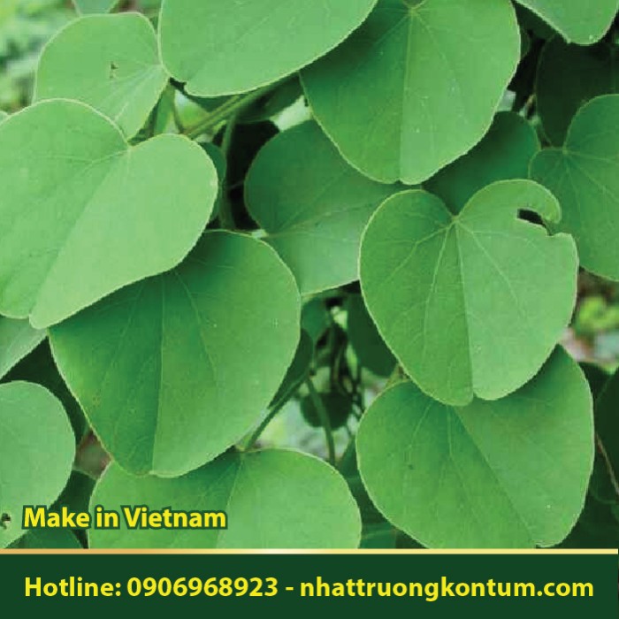 Tiết Dê - Cissampelos pareira - Túi 1kg