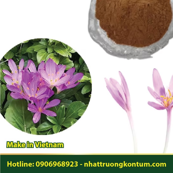 Bột Cây Tỏi Độc - Colchicum autumnale Powder - Túi 1kg