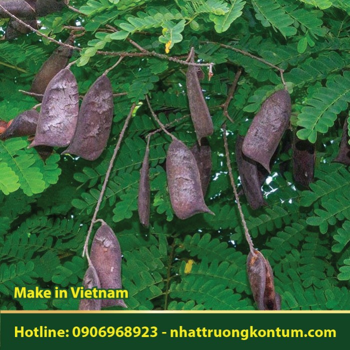 Tô Mộc - Caesalpinia sappan - Túi 1kg
