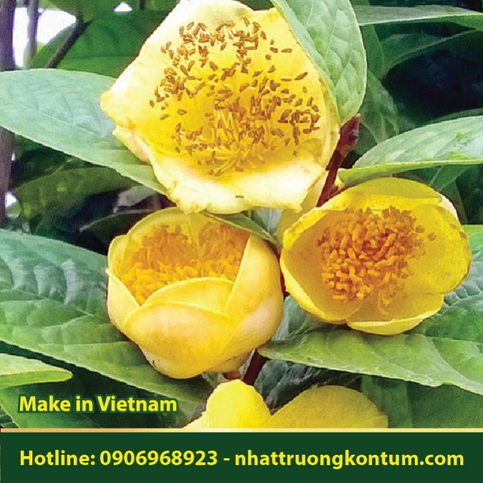 Trà Hoa Vàng - Camellia chrysantha - Túi 1kg