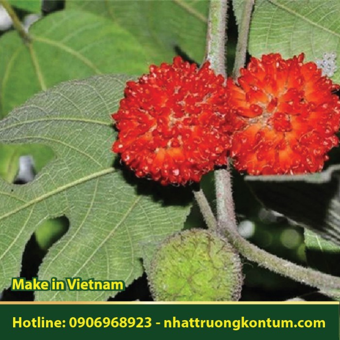 Cây Dướng - Trái Dướng - Broussonetia papyrifera - Túi 1kg