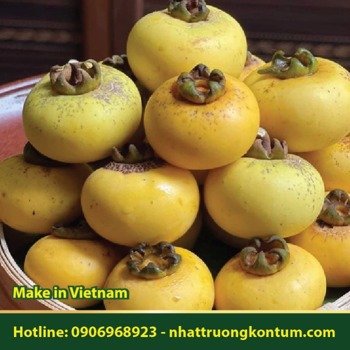 Trái Thị - Diospyros decandra - Túi 1kg
