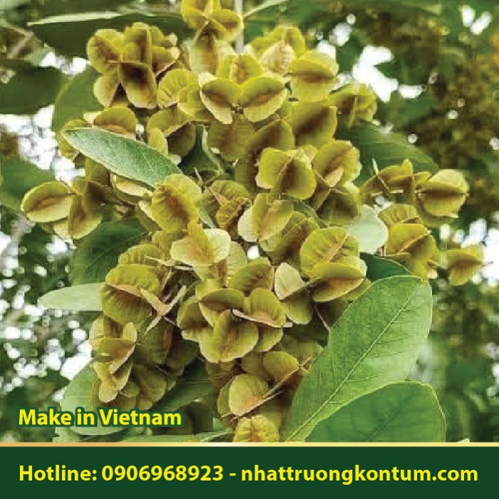 Trâm Bầu - Combretum quadrangulare - Túi 1kg
