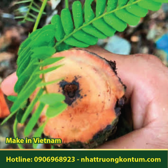 Trầm Dây - Trắc Lá Me - Dalbergia pinnata - Túi 1kg