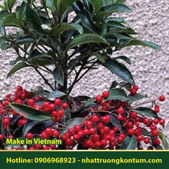 Cây Trọng Đũa - Cơm Nguội Răng - Ardisia crenata Sims - Túi 1kg