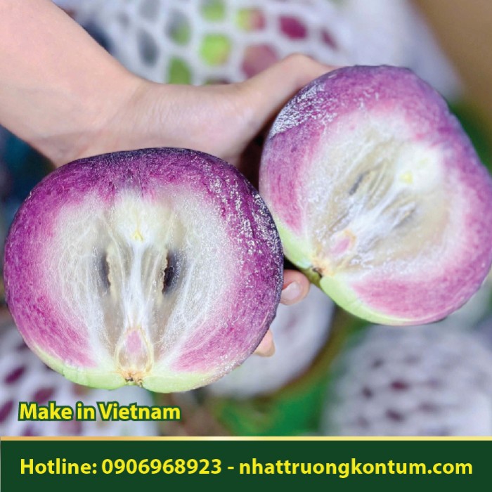 Cây Vú Sữa - Chrysophyllum cainito - Túi 1kg
