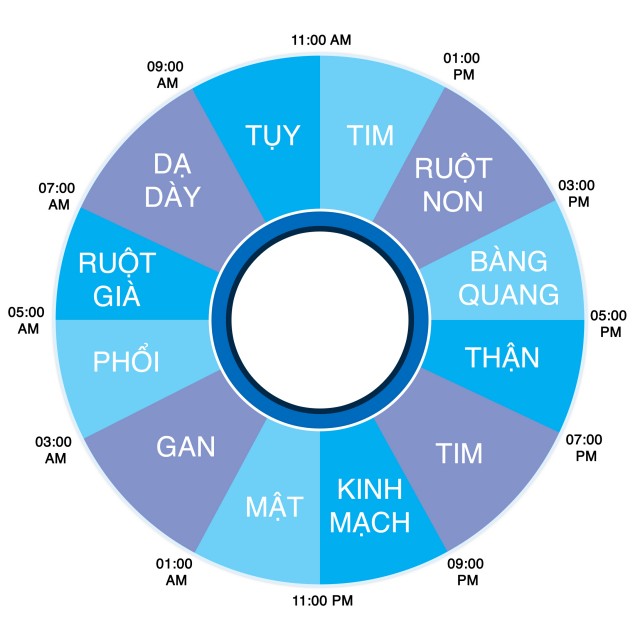 khung giờ hoạt động các cơ quan trong nội tạng