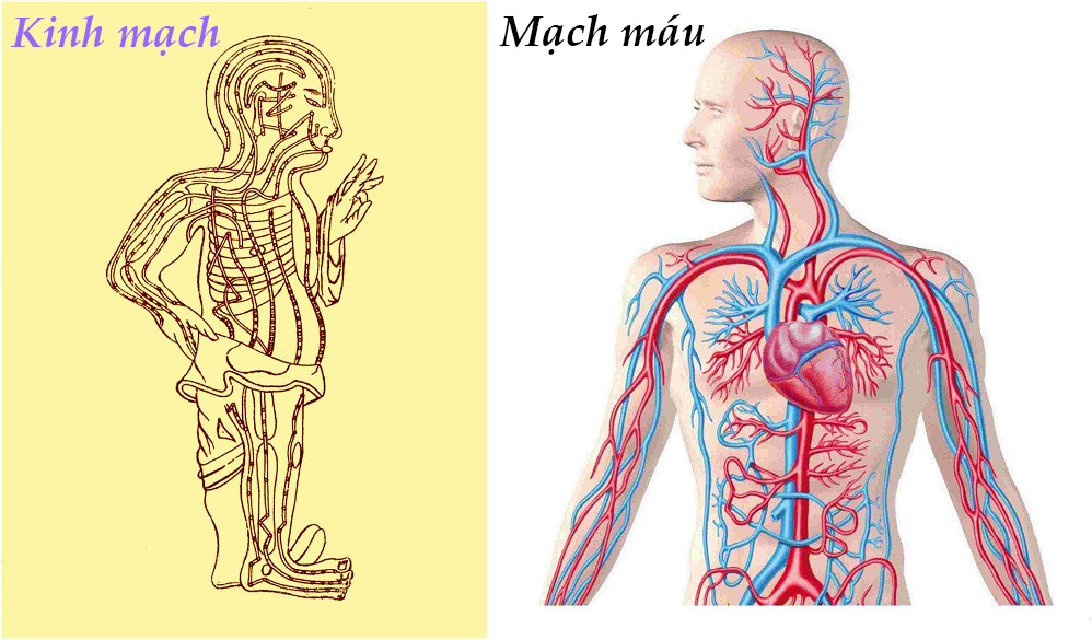 kinh lạc mạch máu người