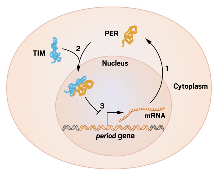 protein per và protein tim