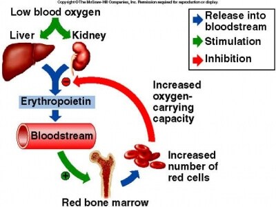 cơ chế enzyme Erythropoietin