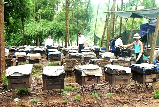 nghe nuoi ong du muc