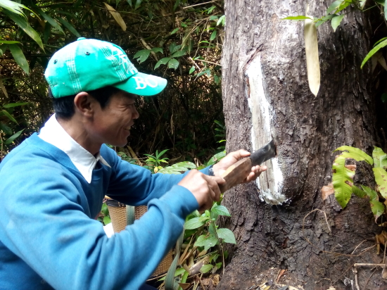 nuoi ong tai tu mo rong kon tum