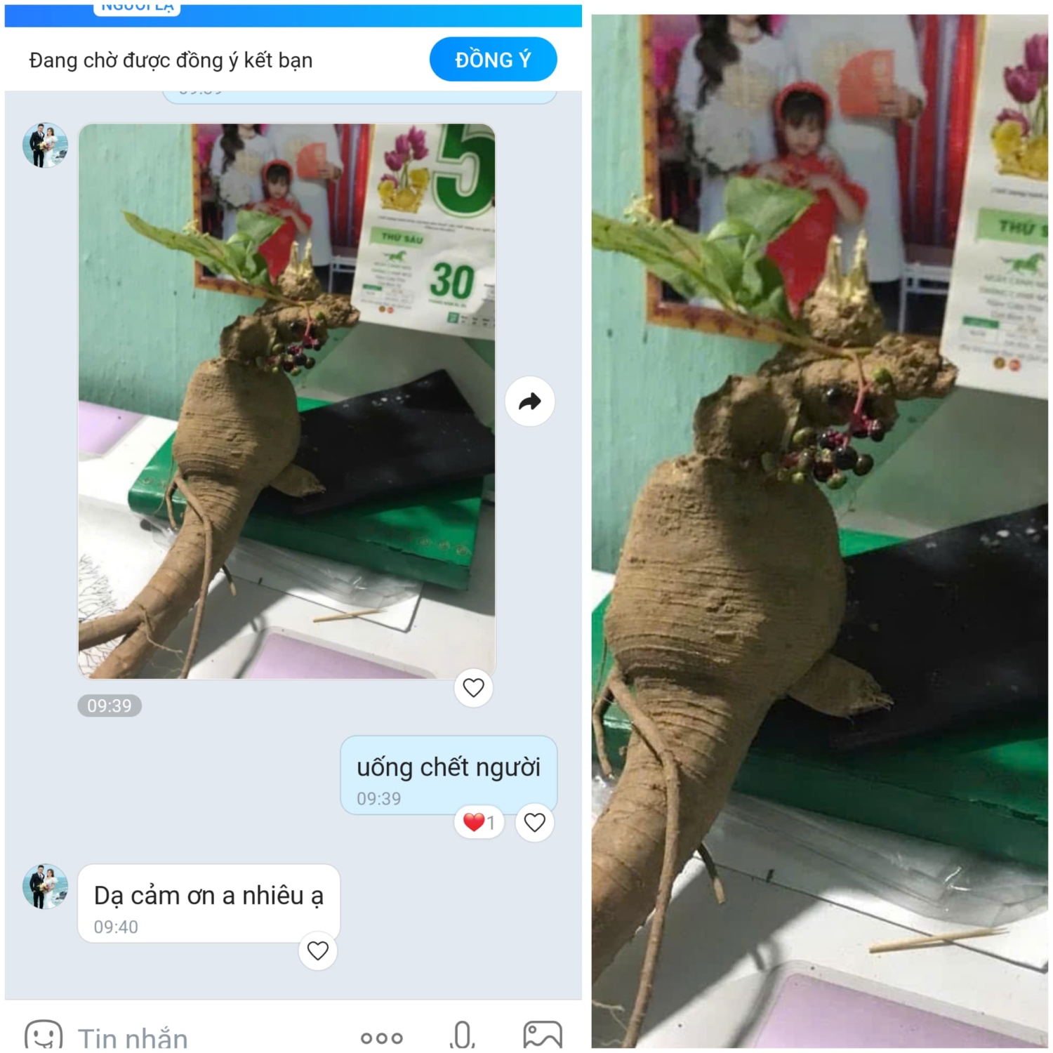 Thương Lục độc chết người không phải Nhân Sâm