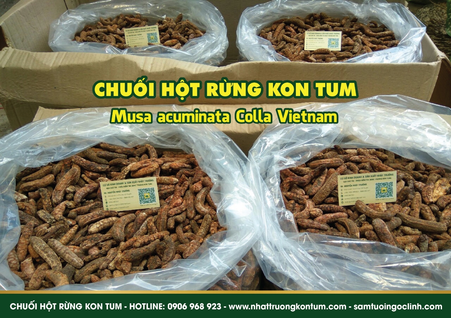 chuối hột rừng kon tum