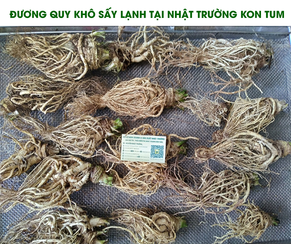 duong quy 01