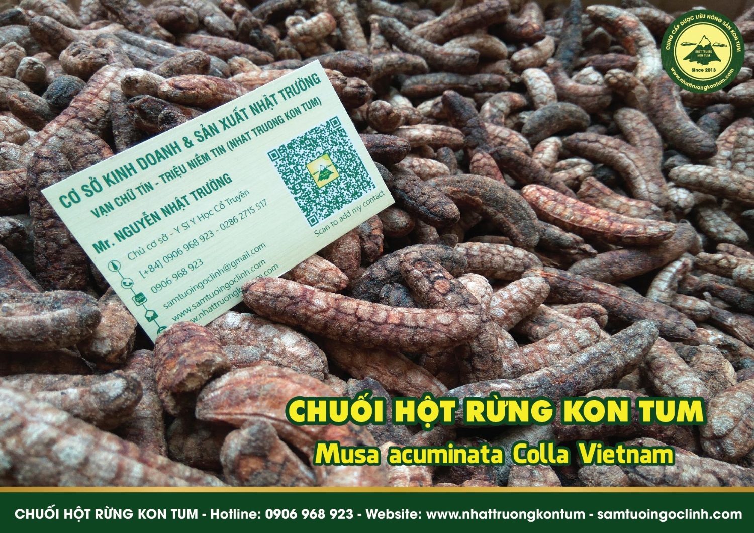 chuối hột rừng kon tum nhật trường chính gốc 02