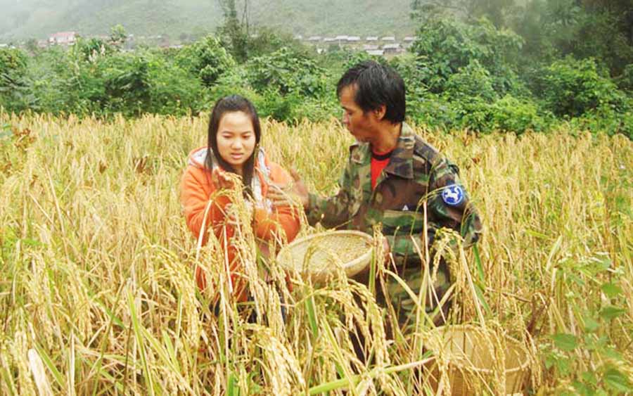 gạo xà cơn