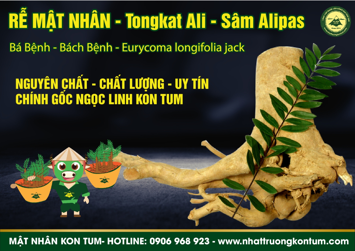 mật nhân thái lát khô nhật trường kon tum 02