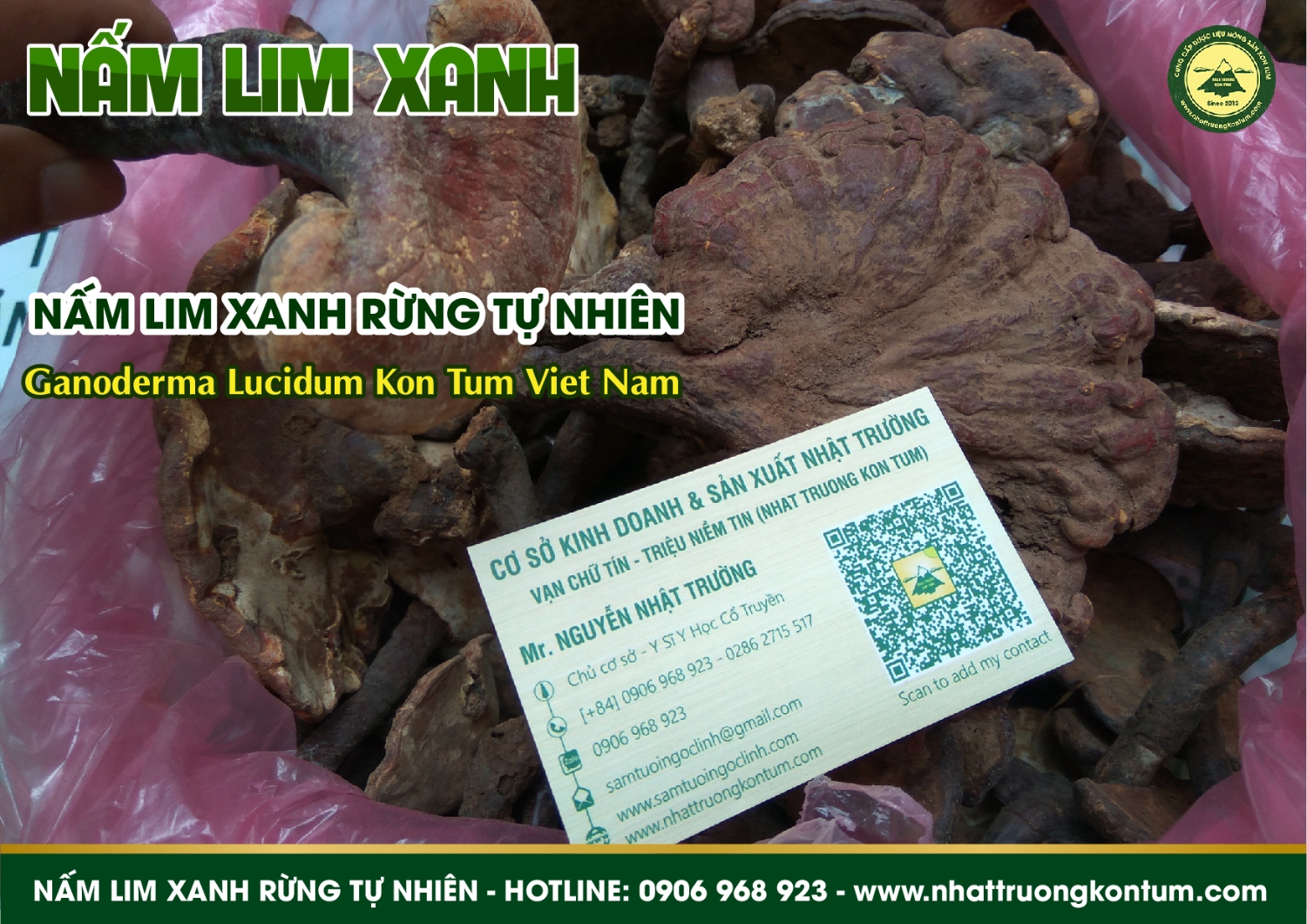 nấm lim xanh rừng tự nhiên nhật trường 04