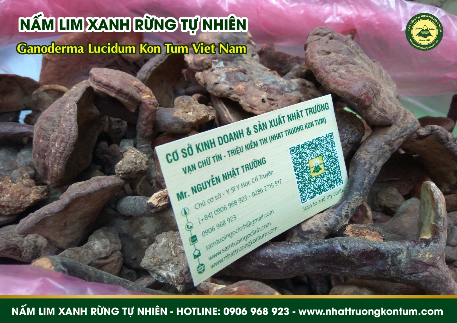 nấm lim xanh rừng tự nhiên nhật trường 06