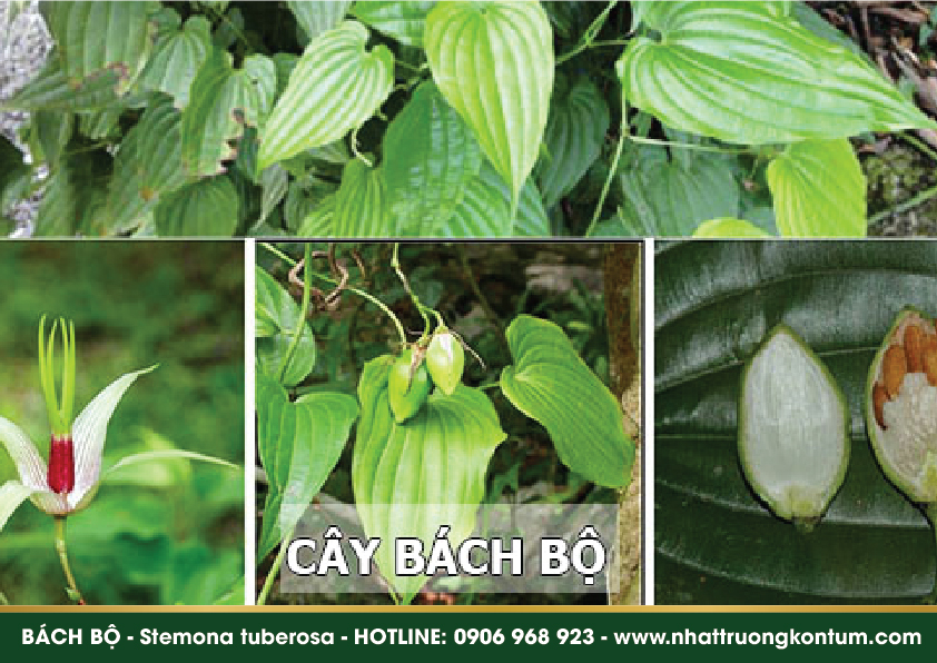 bachbo 04