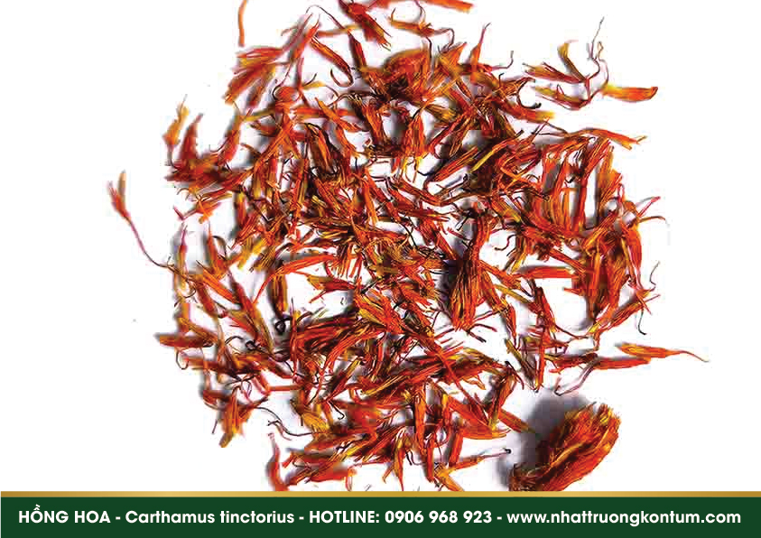 honghoa 04