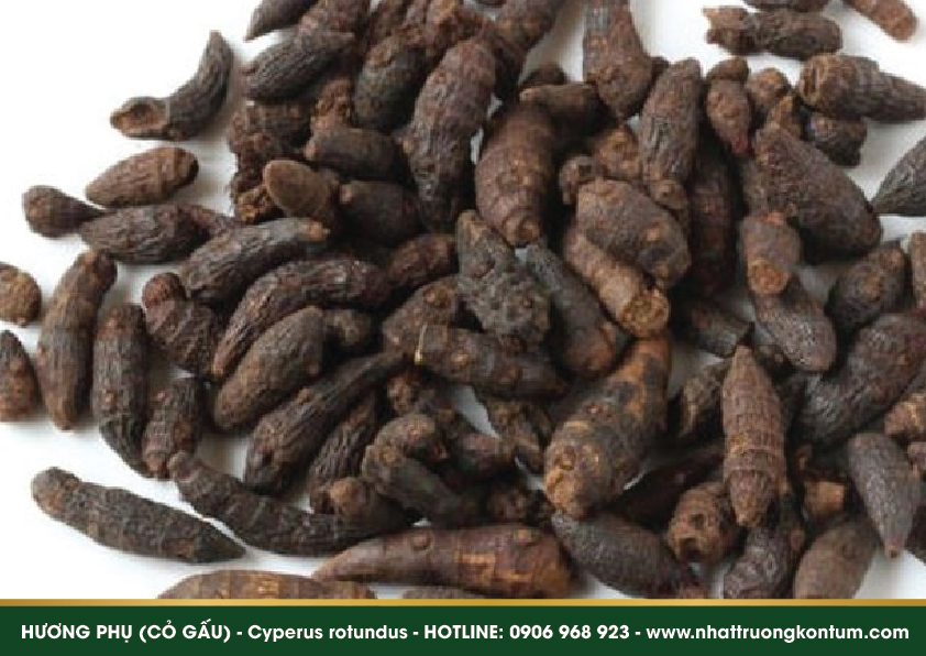 huongphucogau 05