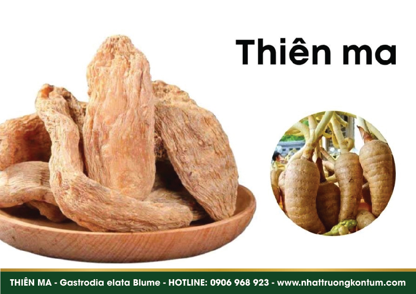 thienma 02