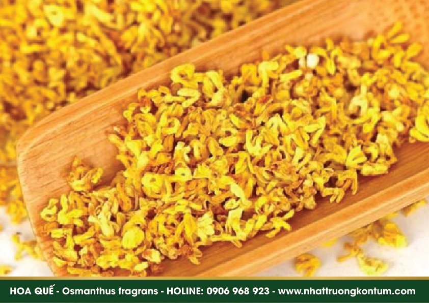hoaque 04