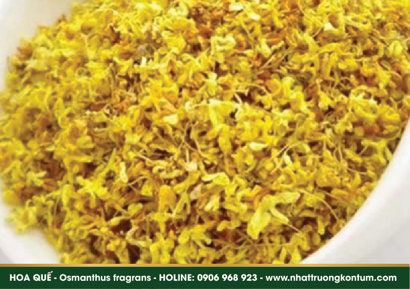 hoaque 05