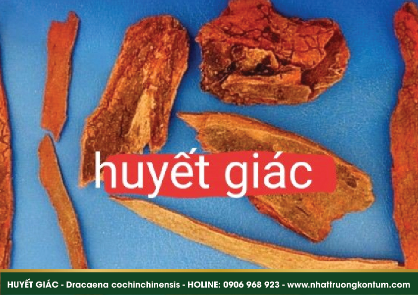 huyetgiap 04