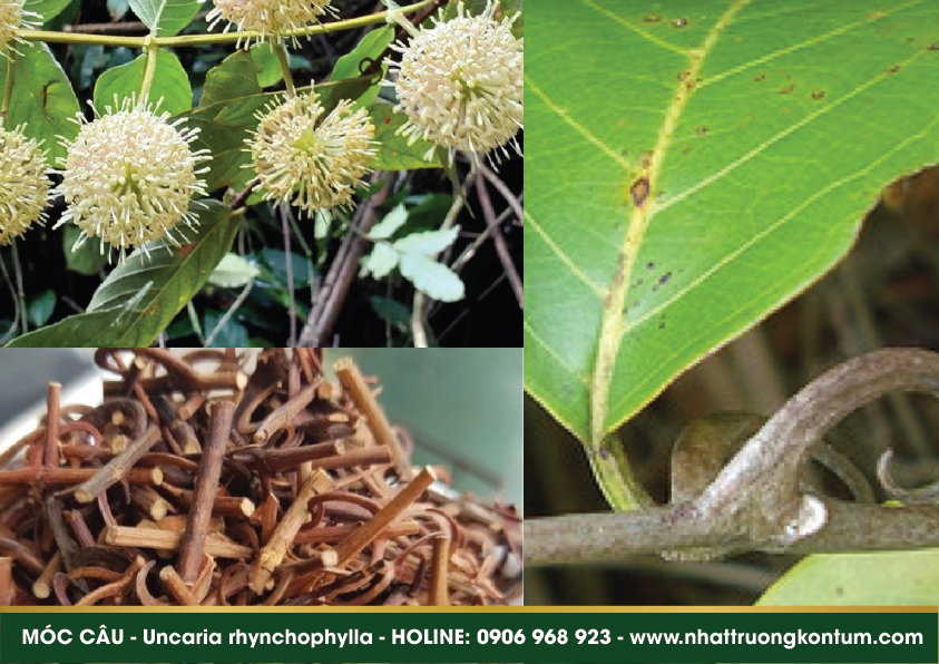 moccau 04