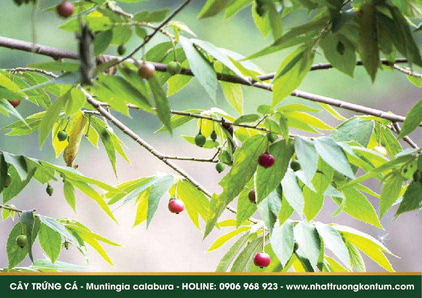 caytrungca 02