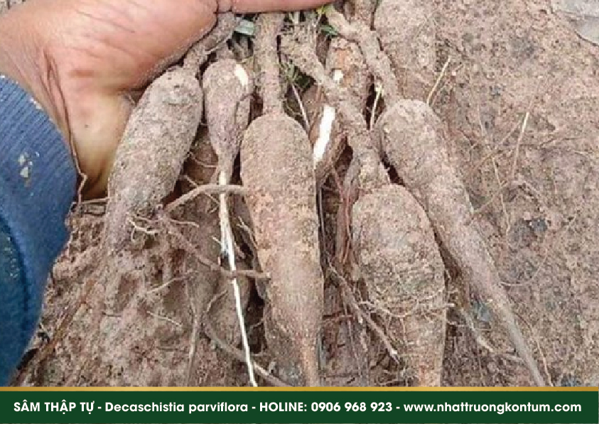 samthaptu 03