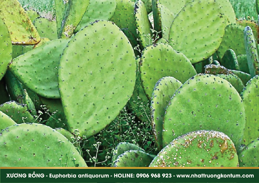 xuongrong 05
