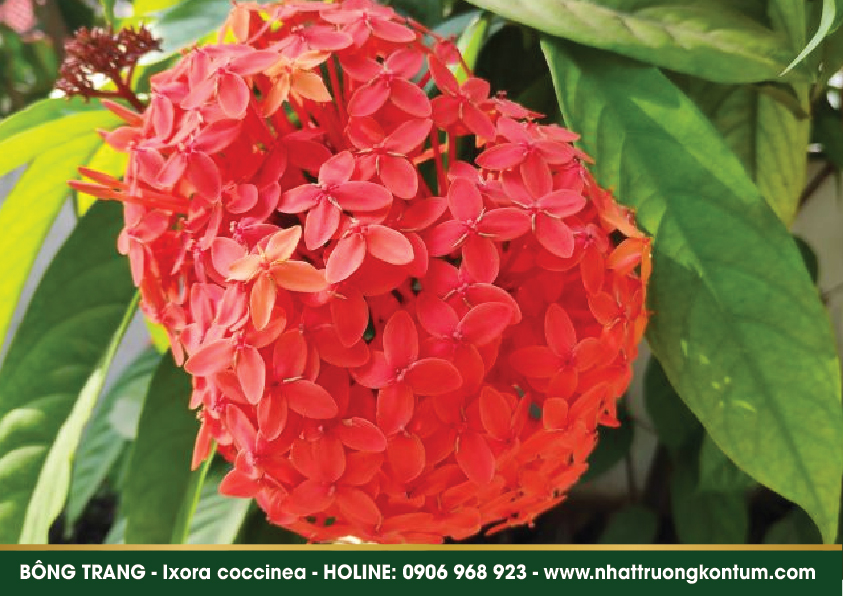 bongtrang 02