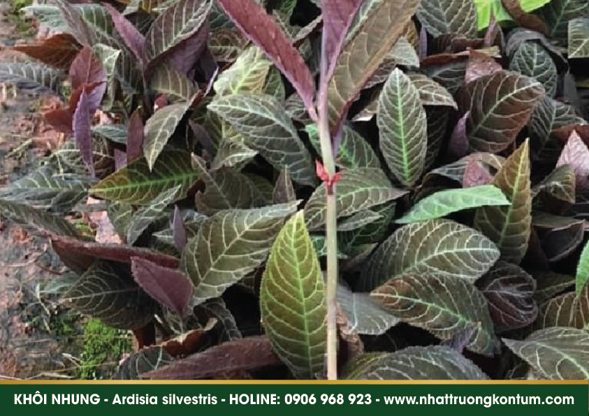 canhkhoi 04