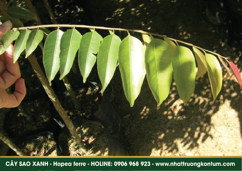 caysaoxanh 05