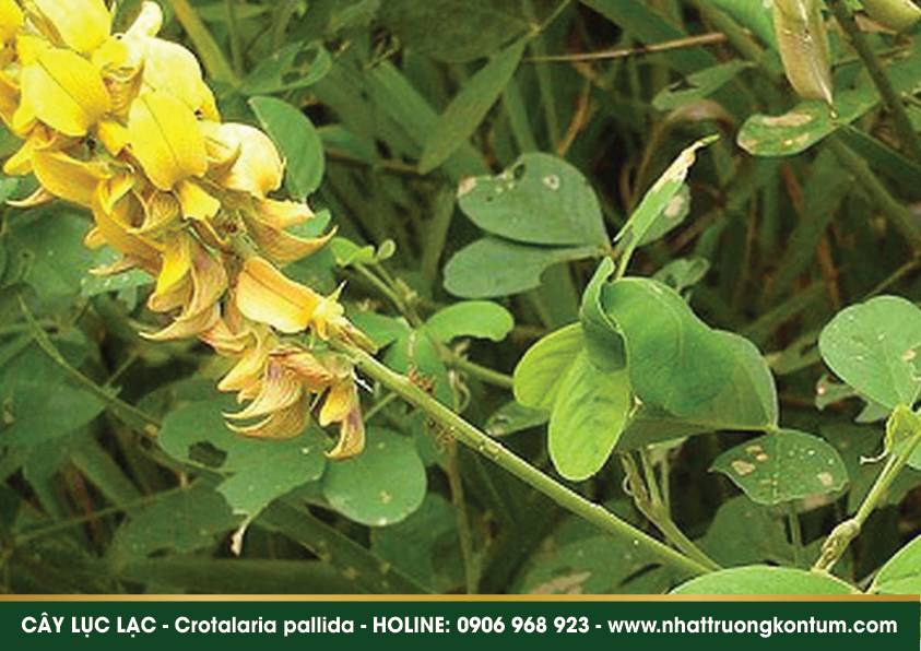 luclac 02
