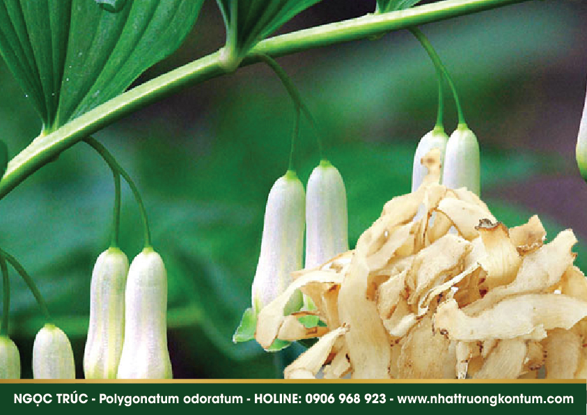 ngoctruc 02