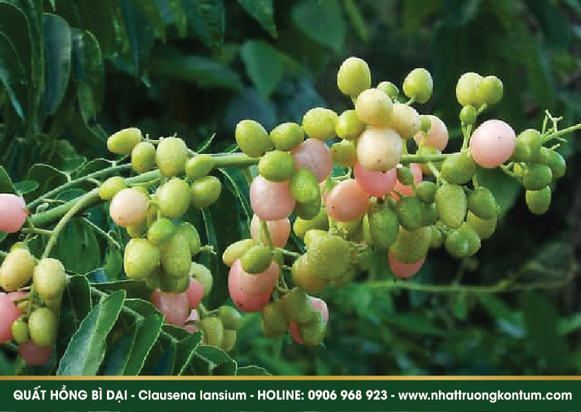 quathongbidai 04