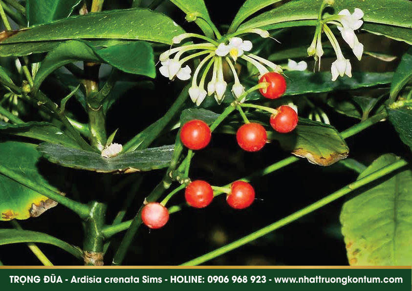 trongdua 02
