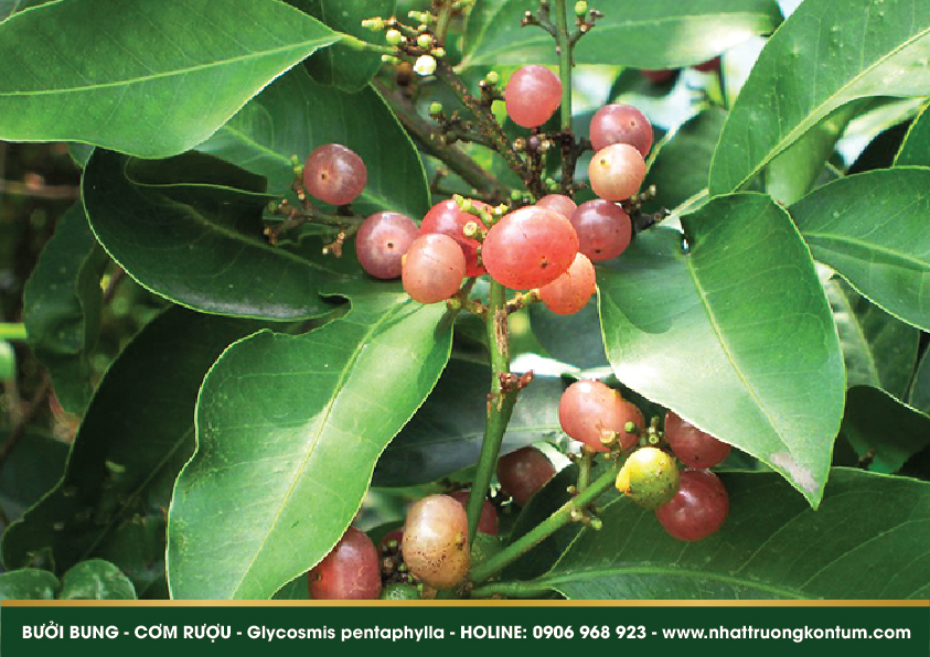 buoibung 05