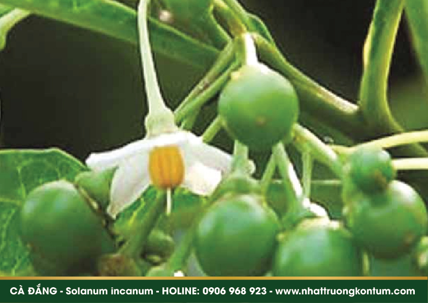 cadang 04