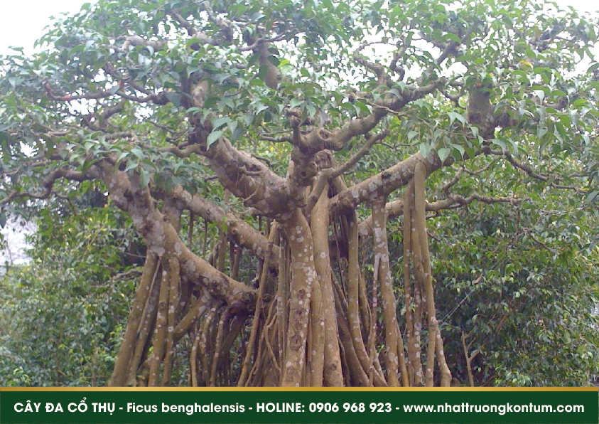 caydacothu 03