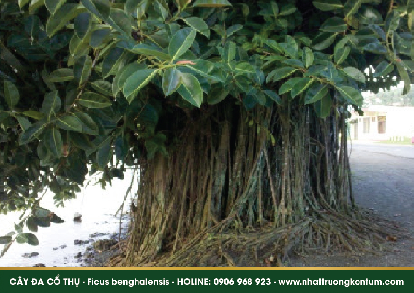caydacothu 05