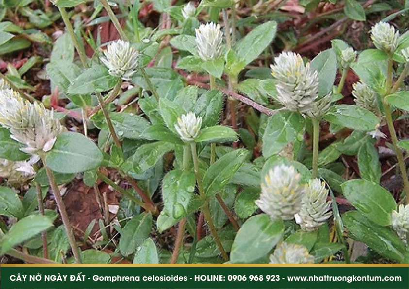 caynongaydat 05