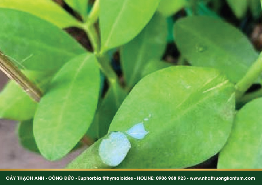 caythachanh 05