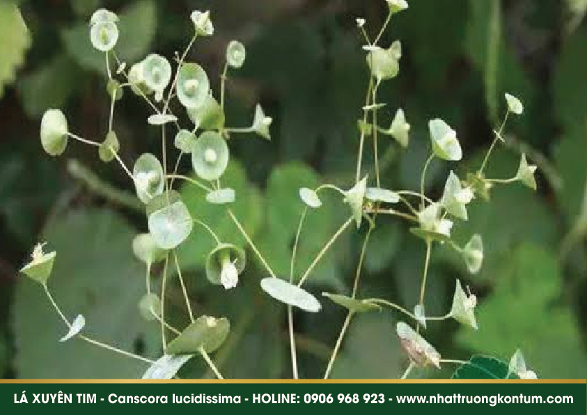 cayxuyentim 02