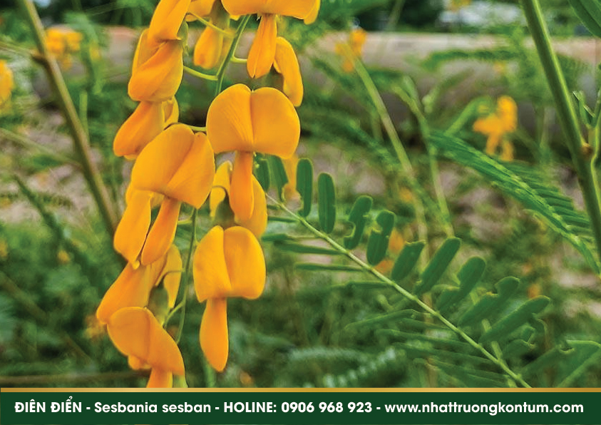 diendien 04